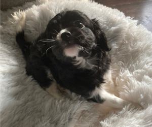 Cavalier King Charles Spaniel Puppy for sale in LAGO VISTA, TX, USA