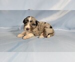 Small #3 Bernedoodle (Miniature)