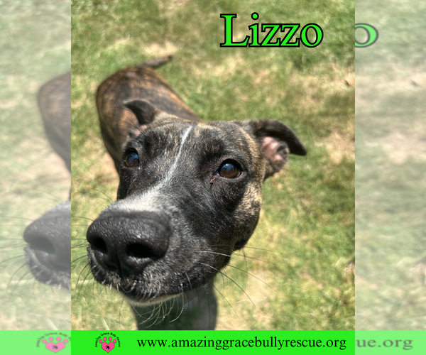 Medium Photo #6 Bulldog-Unknown Mix Puppy For Sale in Pensacola, FL, USA