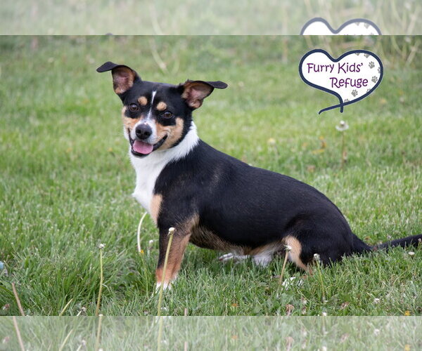 Medium Photo #2 Raggle Puppy For Sale in Lee's Summit, MO, USA