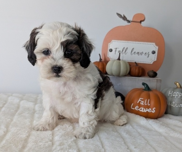 Medium Photo #4 ShihPoo Puppy For Sale in GOSHEN, IN, USA