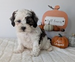 Small #3 ShihPoo