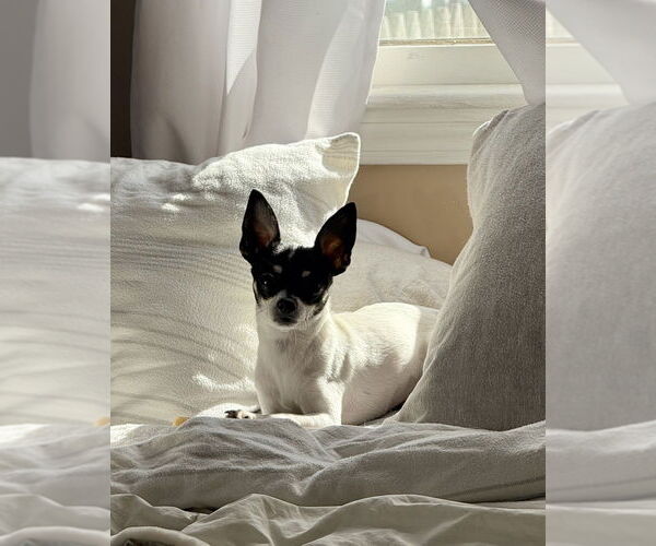 Medium Photo #10 Chihuahua Puppy For Sale in Oak Bluffs, MA, USA