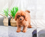 Small Photo #3 Cavapoo Puppy For Sale in SYRACUSE, IN, USA