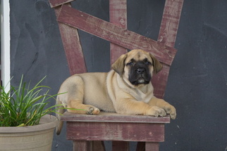 Presa Canario Puppy for sale in FREDERICKSBG, OH, USA