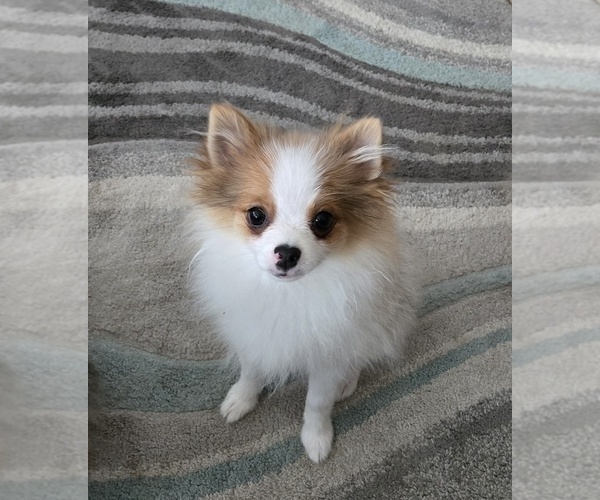 Medium Photo #8 Pomeranian Puppy For Sale in MENIFEE, CA, USA