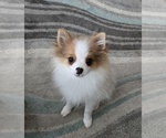 Small #7 Pomeranian