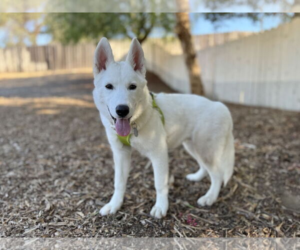 Medium Photo #2 German Shepherd Dog Puppy For Sale in San Diego, CA, USA