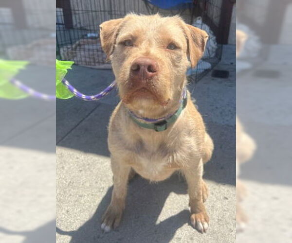 Medium Photo #4 American Pit Bull Terrier-Unknown Mix Puppy For Sale in Ventura, CA, USA