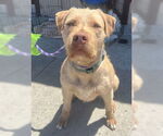 Small #3 American Pit Bull Terrier Mix