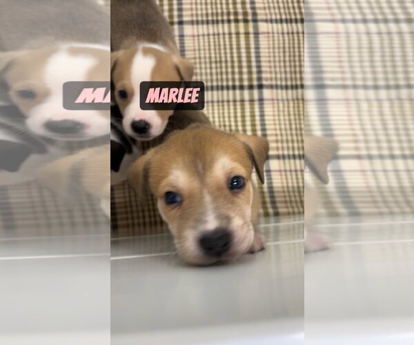 Medium Photo #2 Mutt Puppy For Sale in Gilberts, IL, USA