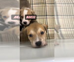 Small #1 Mutt