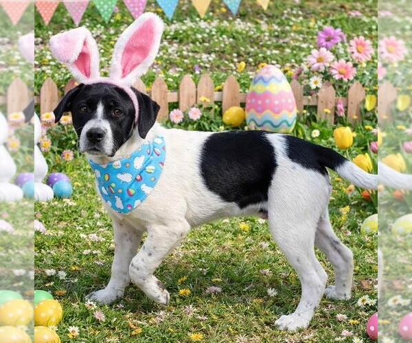 Medium Photo #2 Borador Puppy For Sale in Yardley, PA, USA