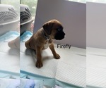 Puppy FireFly Boxer
