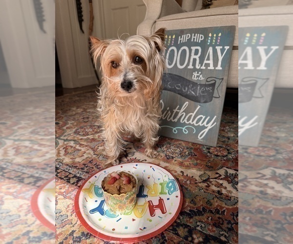 Medium Photo #1 Yorkshire Terrier Puppy For Sale in ATLANTA, GA, USA