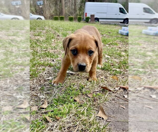Medium Photo #2 Labrador Retriever-Unknown Mix Puppy For Sale in Brewster, NY, USA