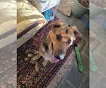 Small #4 German Shepherd Dog-Great Dane Mix