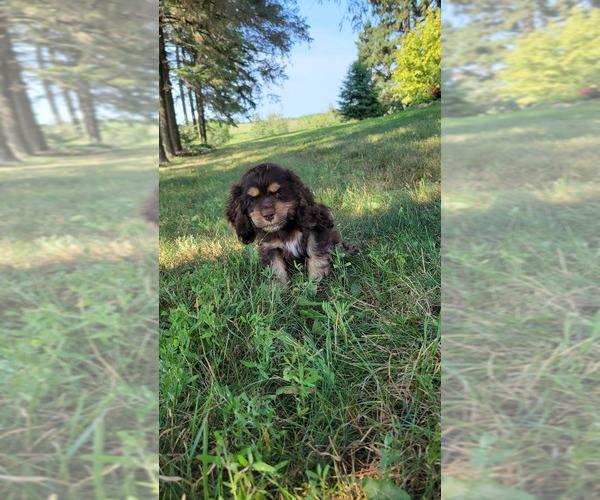 Medium Photo #20 Cocker Spaniel Puppy For Sale in WITHEE, WI, USA
