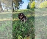Small Photo #20 Cocker Spaniel Puppy For Sale in WITHEE, WI, USA