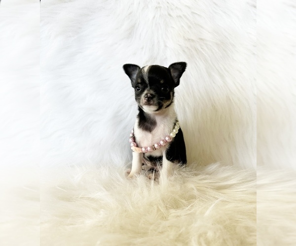 Medium Photo #11 Chihuahua Puppy For Sale in SACRAMENTO, CA, USA