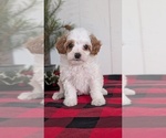 Small Photo #29 Cavapoo (Miniature) Puppy For Sale in GOSHEN, IN, USA