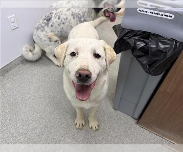 Medium Photo #1 Great Pyrenees-Unknown Mix Puppy For Sale in Fort Collins, CO, USA