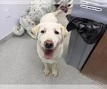 Small Great Pyrenees Mix