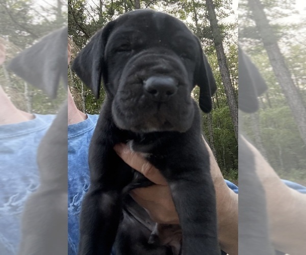 Medium Photo #4 Great Dane Puppy For Sale in CLANTON, AL, USA
