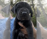Small #3 Great Dane