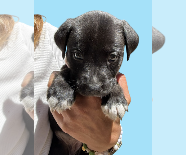 Medium Photo #1 Mutt Puppy For Sale in Rockville, MD, USA