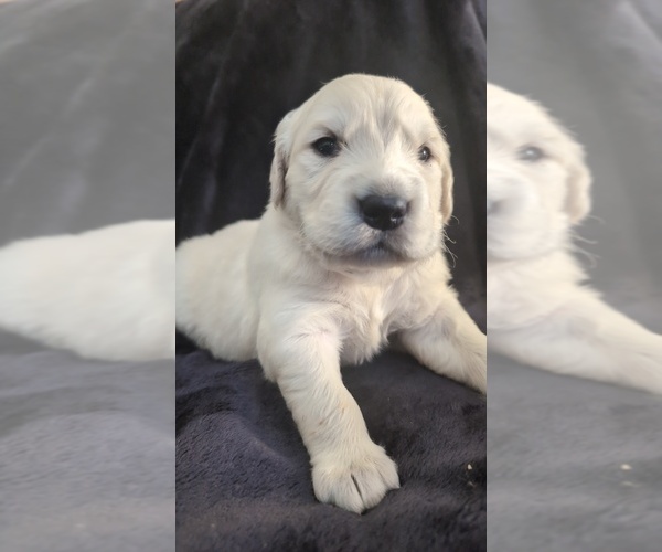 Medium Photo #7 Golden Retriever Puppy For Sale in MODESTO, CA, USA