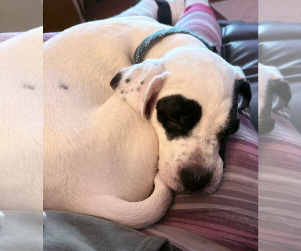 Medium Photo #4 Mutt Puppy For Sale in Germantown, OH, USA