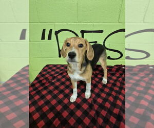 Mutt Dogs for adoption in Elmsford, NY, USA