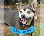 ZEKE - Male Chihuahua-Shiba Inu Mix Dog for Adoption - Small photo