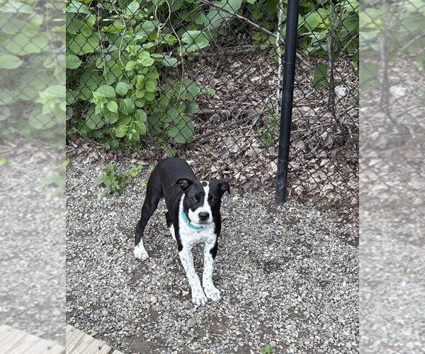 Medium Photo #3 Mutt Puppy For Sale in Elmsford, NY, USA
