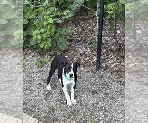 Yin - Female Mutt Dog for Adoption - Photo #3