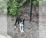 Small #2 Mutt