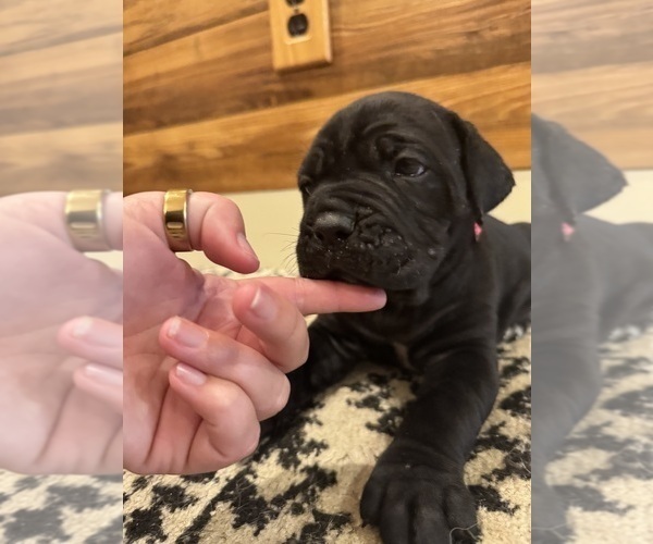 Medium Photo #42 Cane Corso Puppy For Sale in BARBOURSVILLE, VA, USA