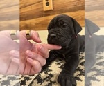 Small Photo #42 Cane Corso Puppy For Sale in BARBOURSVILLE, VA, USA