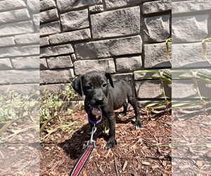 Mutt Dogs for adoption in Sterling, MA, USA