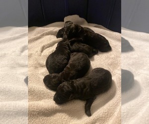German Shepherd Dog Puppy for sale in NEWPORT NEWS, VA, USA