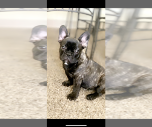 French Bulldog Puppy for sale in KALAMAZOO, MI, USA