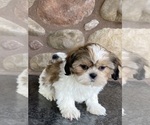 Small Photo #4 Shih Tzu Puppy For Sale in CANOGA, NY, USA