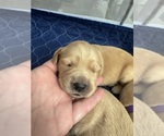 Puppy Yellow Fern Golden Retriever