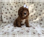 Small #6 Cavapoo (Miniature)
