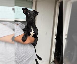 Labrador Retriever Dogs for adoption in Houston, TX, USA