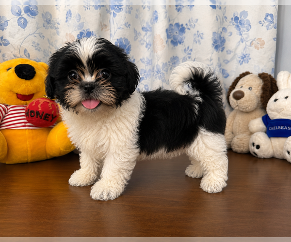 Medium Photo #7 Shih Tzu Puppy For Sale in DURHAM, CT, USA