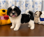 Small #6 Shih Tzu