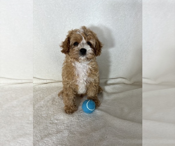 Medium Photo #4 Cavapoo mix (+ Poodle Miniature) Puppy For Sale in GREENFIELD, IN, USA