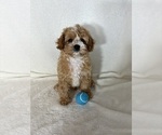 Small #3 Cavapoo mix (+ Poodle Miniature)